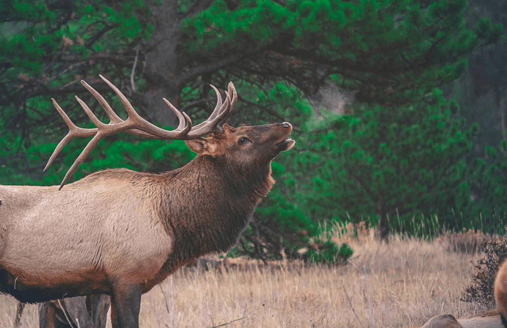 A herd of Elk.